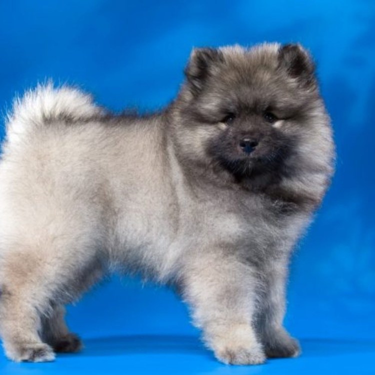 Кеесхонд вольфшпиц