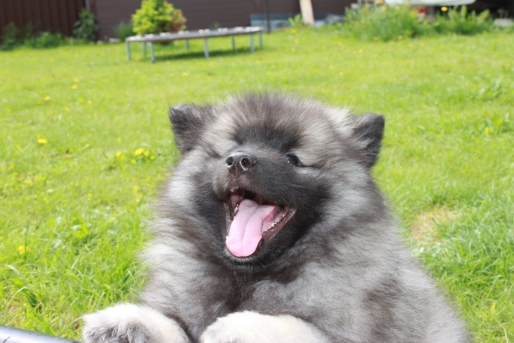 Вольфшпиц щенок