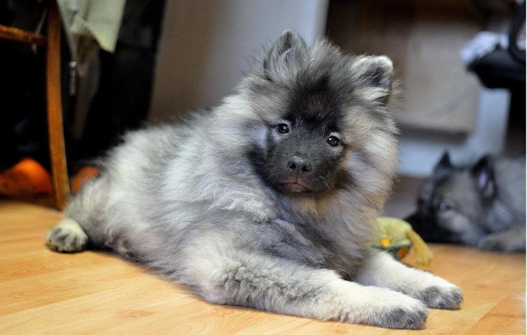 Немецкий шпиц зонарно-серый