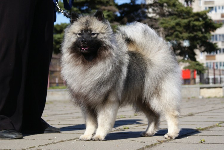 Порода собак кеесхонд вольфшпиц