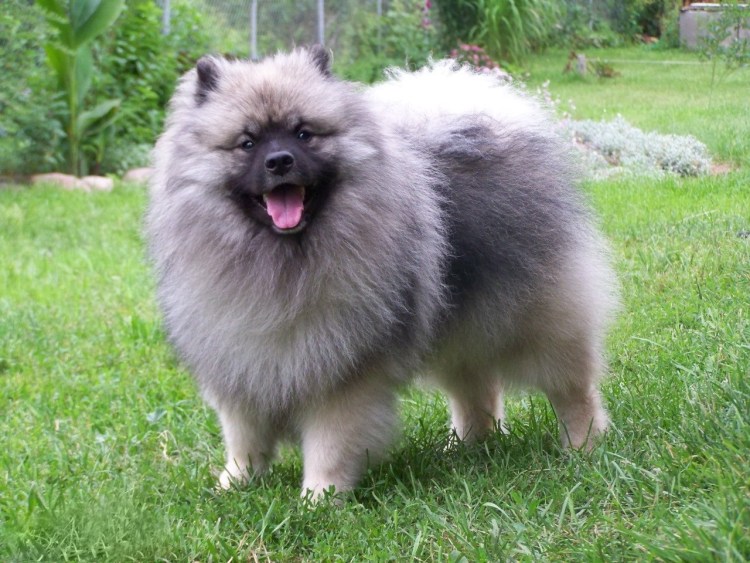 Шпиц вольфшпиц