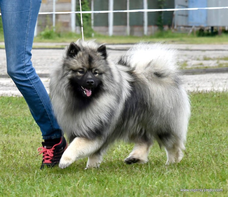 Кеесхонд вольфшпиц