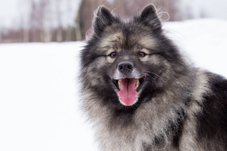 Кеесхонд питомник алмазный источник
