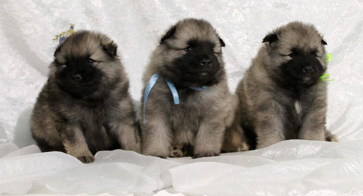 Зонарно серый шпиц