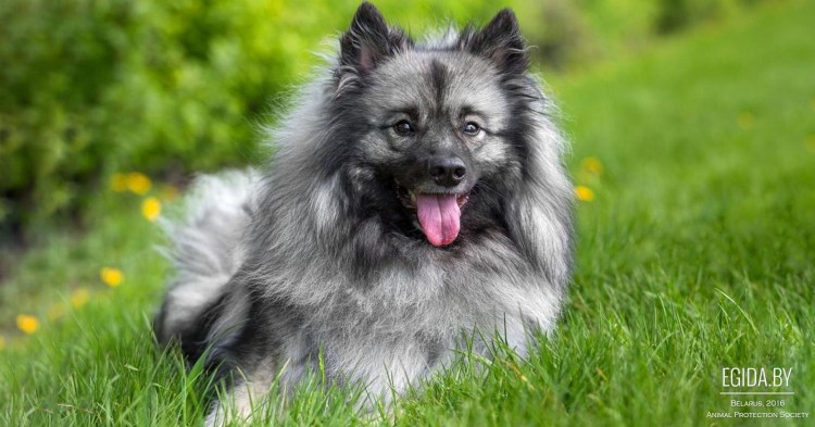 Порода собак вольфшпиц