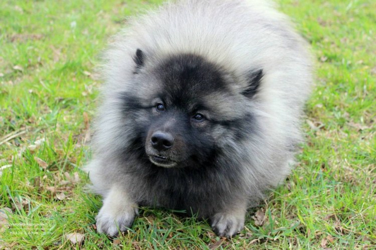 Кеесхонд вольфшпиц