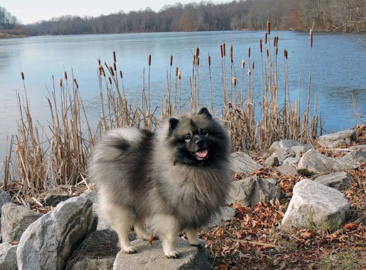 Кеесхонд Вольф шпиц белый