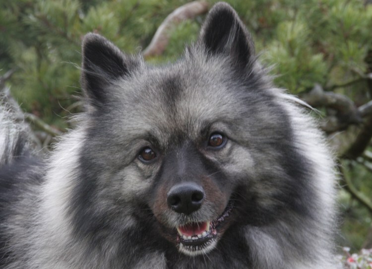 Порода собак кеесхонд