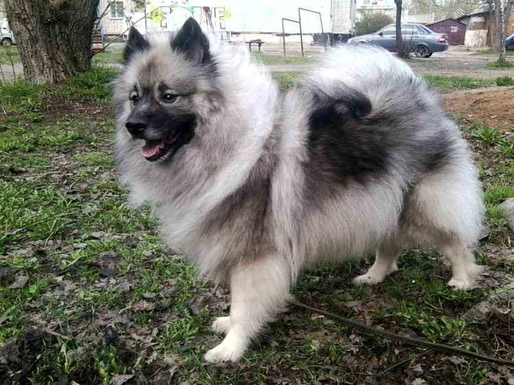 Щенок вольфшпица очень маленький