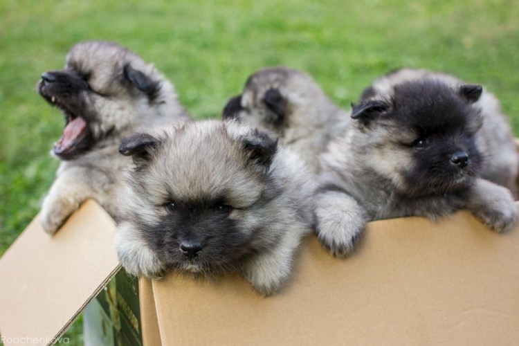 Кеесхонд и чау-чау