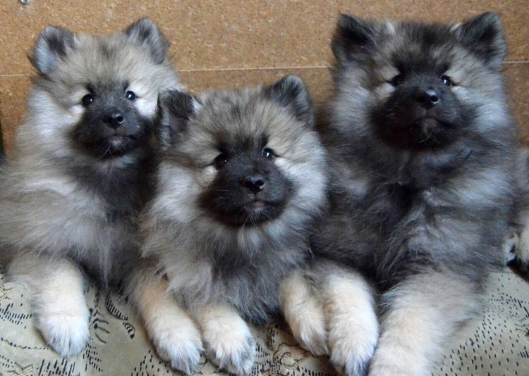 Вольфшпиц 1 мес