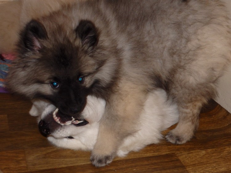 Кеесхонд шпиц метис