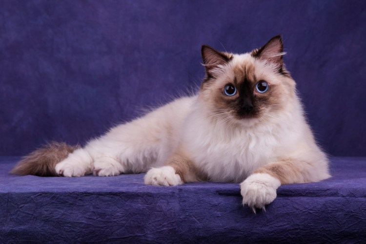 Бирманская кошка серая