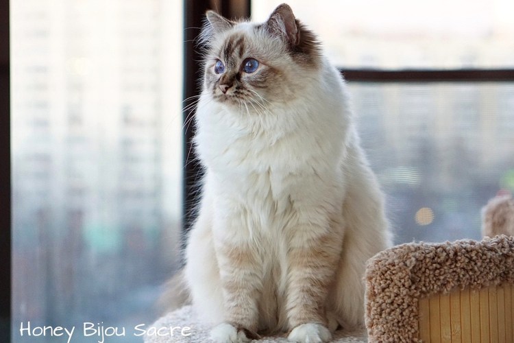 Бирманская кошка