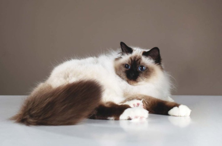 Сиамские коты Бирма