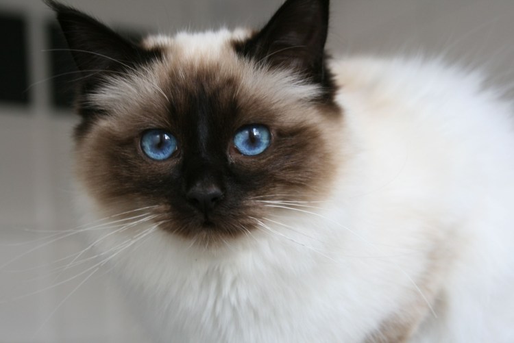 Священная бирманская кошка