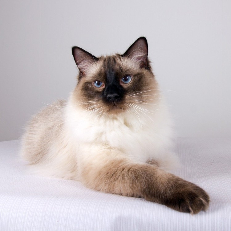 Окрасы кошек Священная Бирма