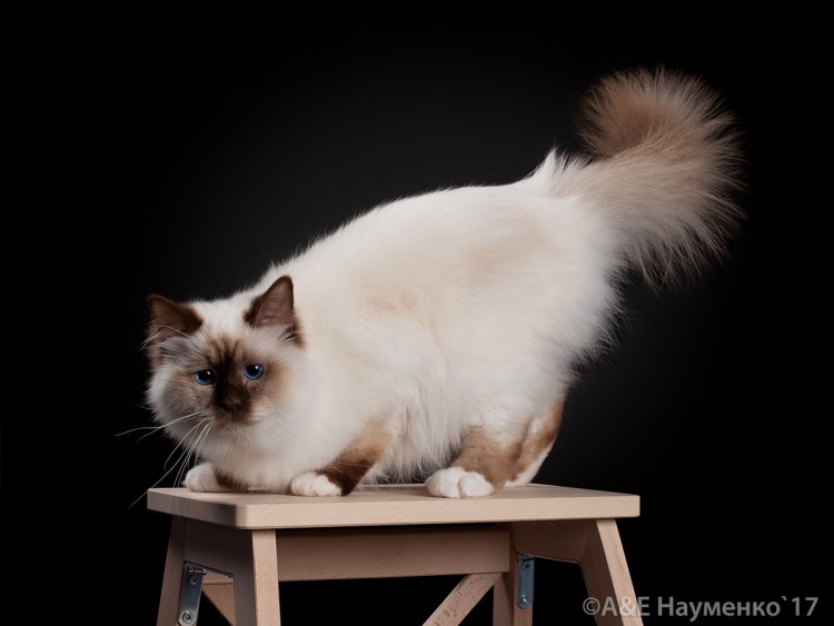 Священная Бирма шоколадный Пойнт