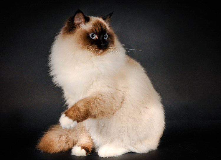 Рэгдолл бирманская Невская