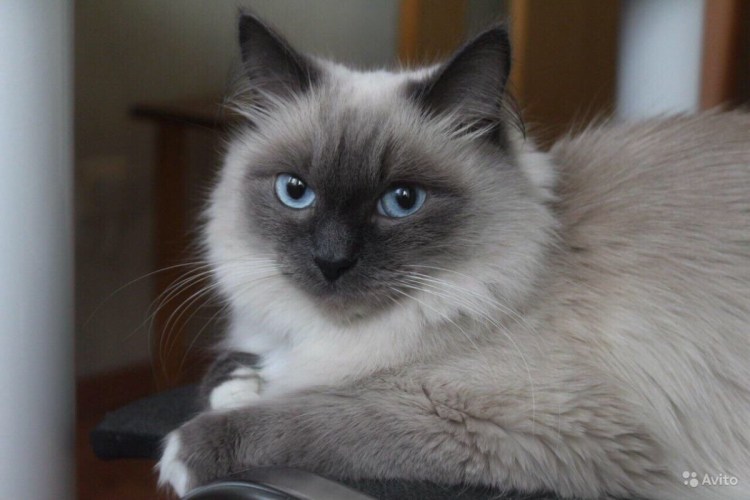 Сил Пойнт Бирма