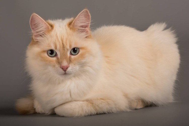 Рэгдолл бирманская Невская