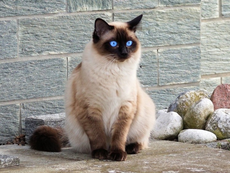 Тайская бирманская кошка