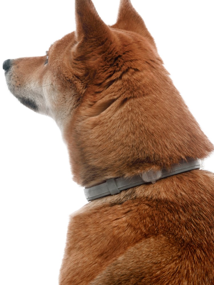 ROLFСLUB ошейник от блох и клещей Инсектал плюс для щенков