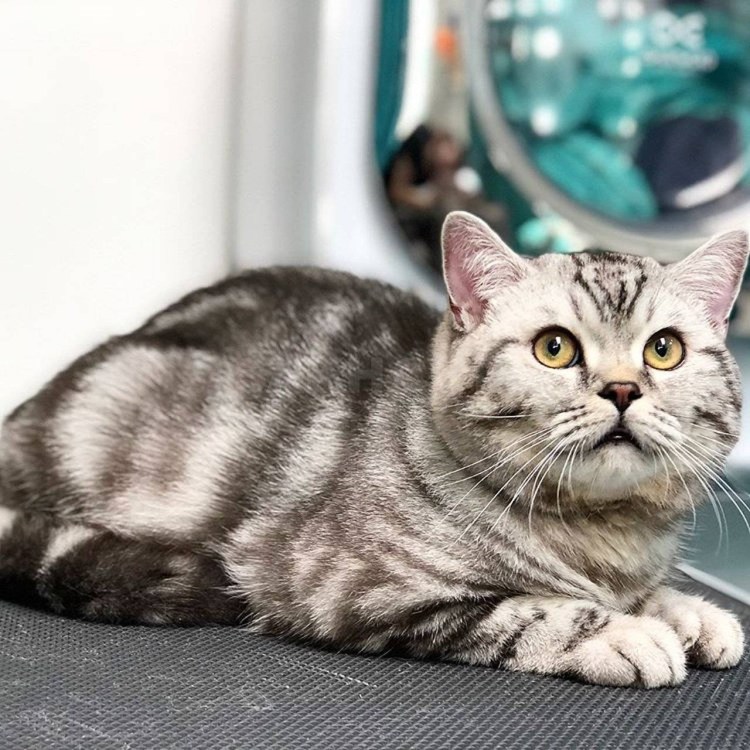 Шотландская скоттиш страйт кошка