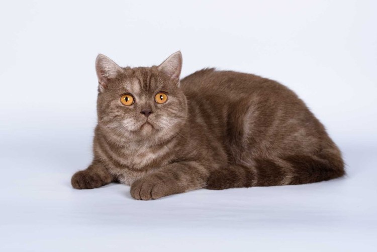 Шотландский скоттиш страйт