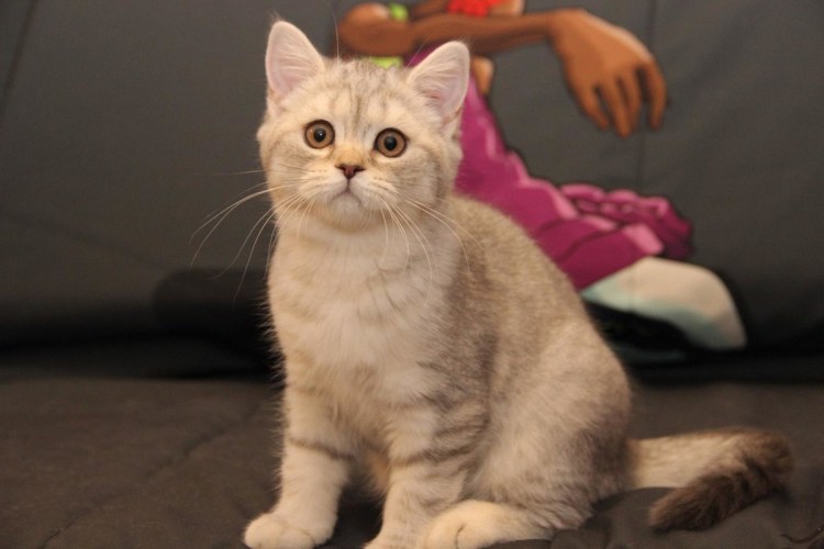 Шотландская короткошерстная скоттиш страйт