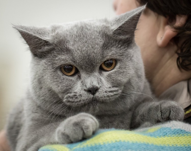 Шотландская вислоухая кошка страйт