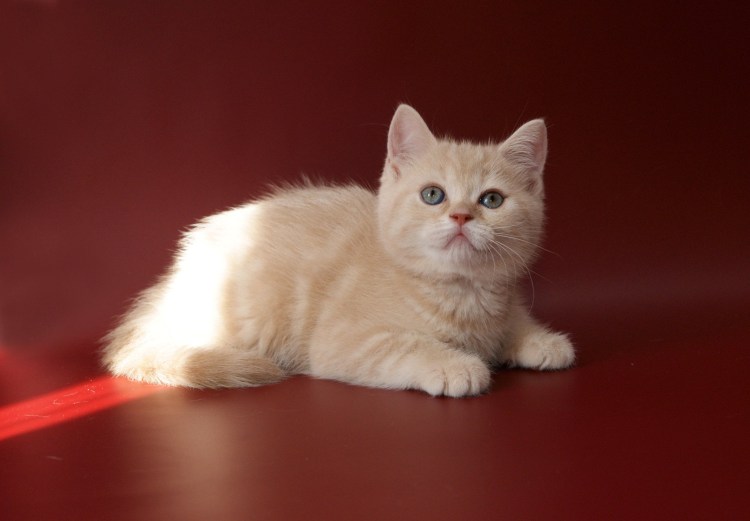 Британский скоттиш страйт