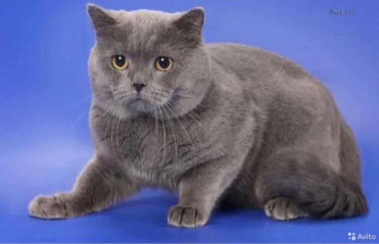 Шотландская скоттиш страйт кошка