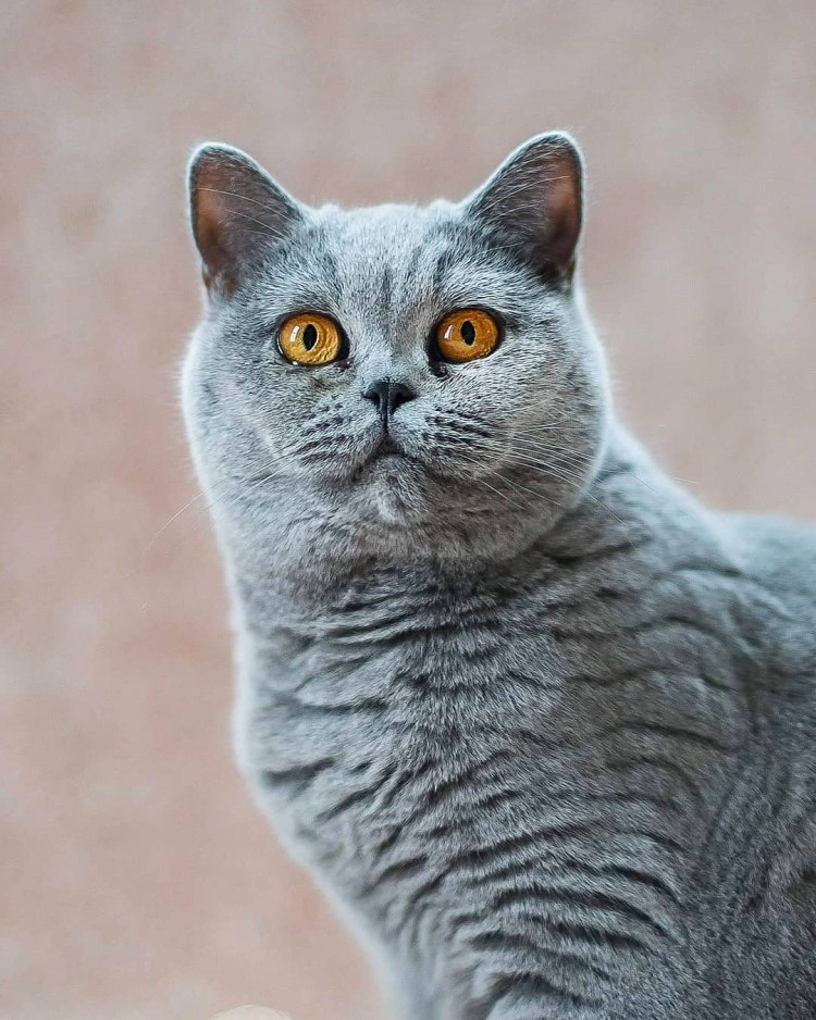 Шотландская кошка страйт