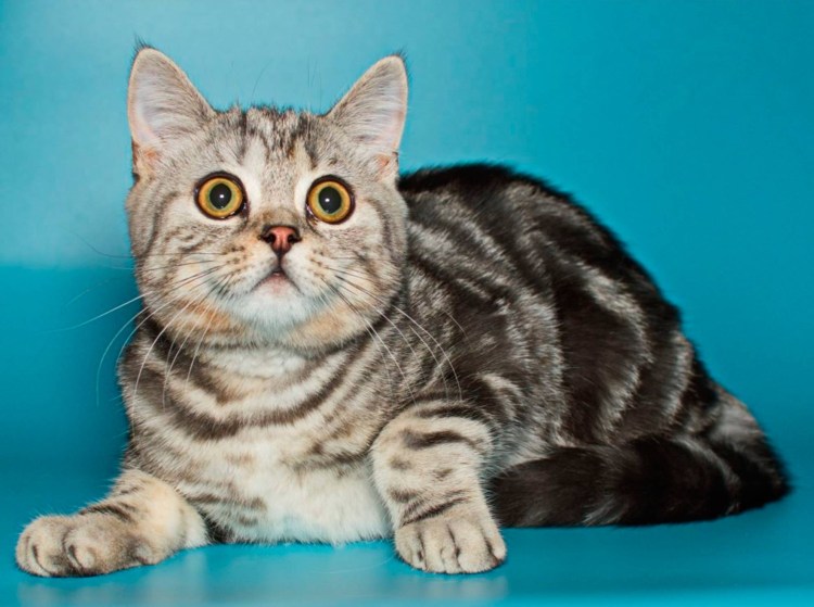 Шотландская кошка прямоухая