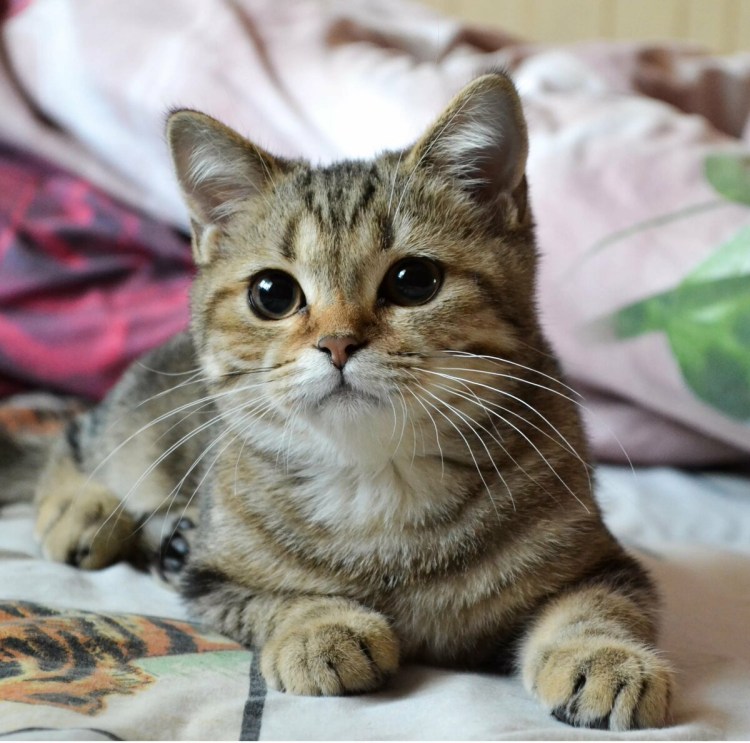 Шотландский скотчштрайд