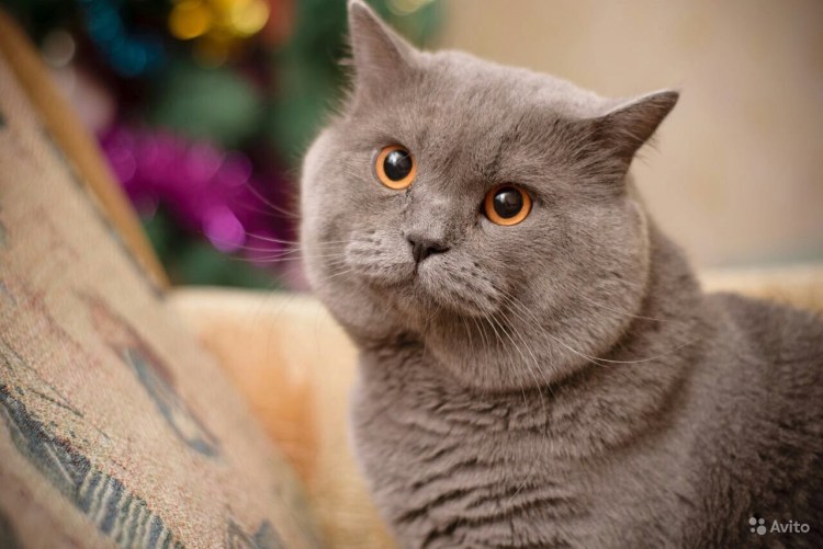 Шотландский страйт серый