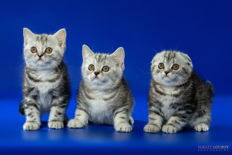 Шатланская вислаухая фолд страйк