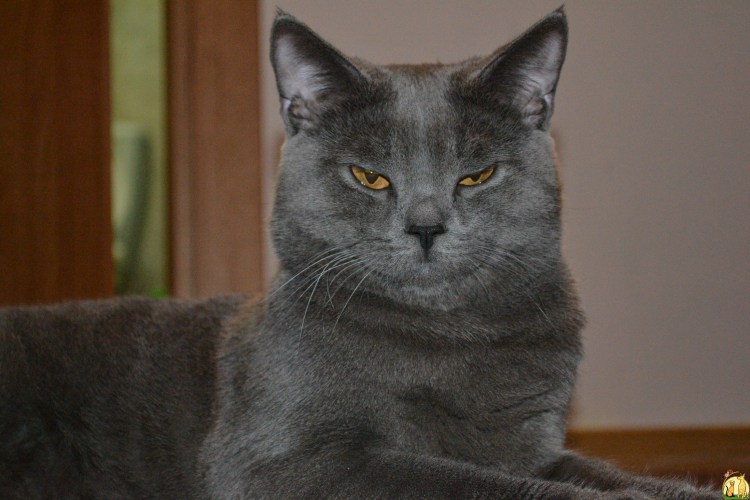 Шотландский скоттиш страйт серый