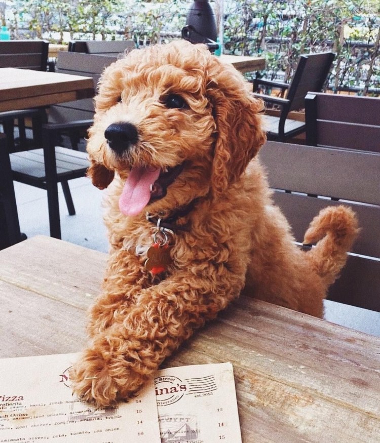 Пудель мальтипу рыжие