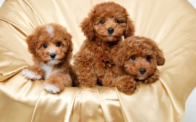 Мальтипу Браун