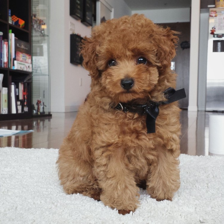 Пудель мальтипу