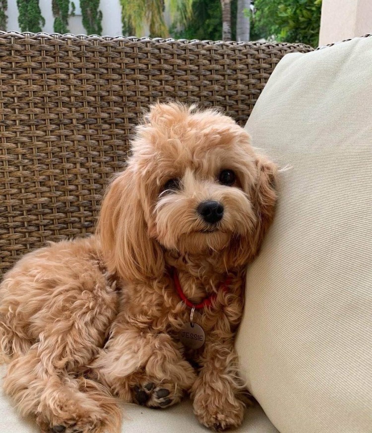 Порода мальтипу