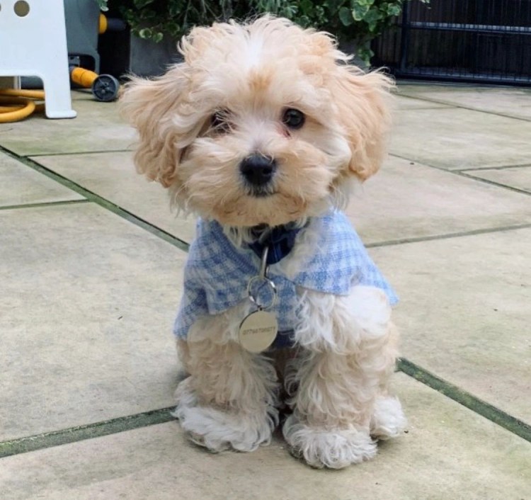 Мальтипу ф1 взрослый