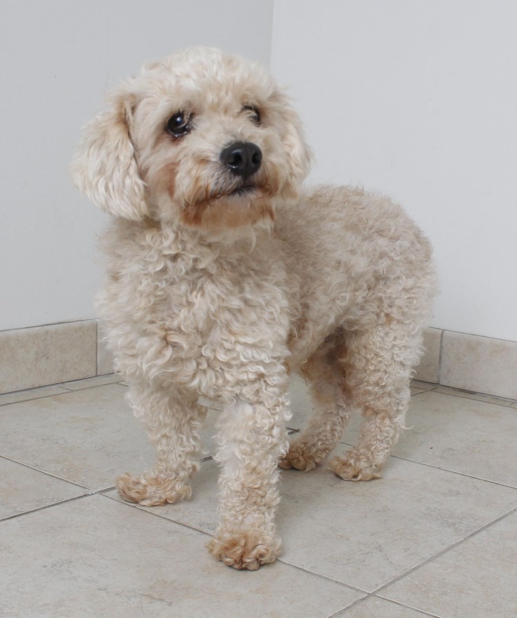 Мини пудель мальтипу