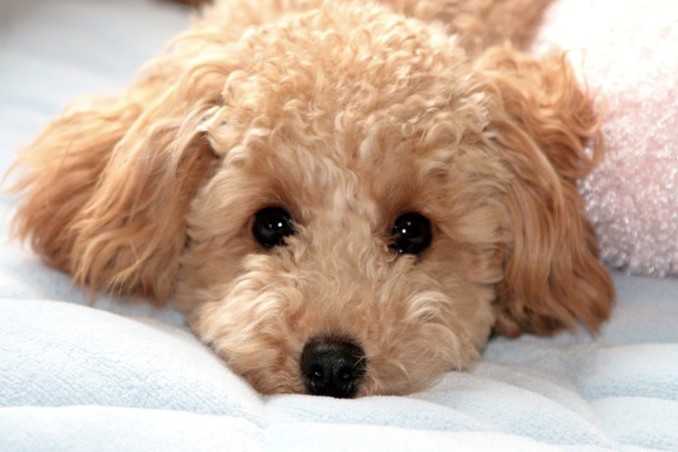 Той пудель мальтипу