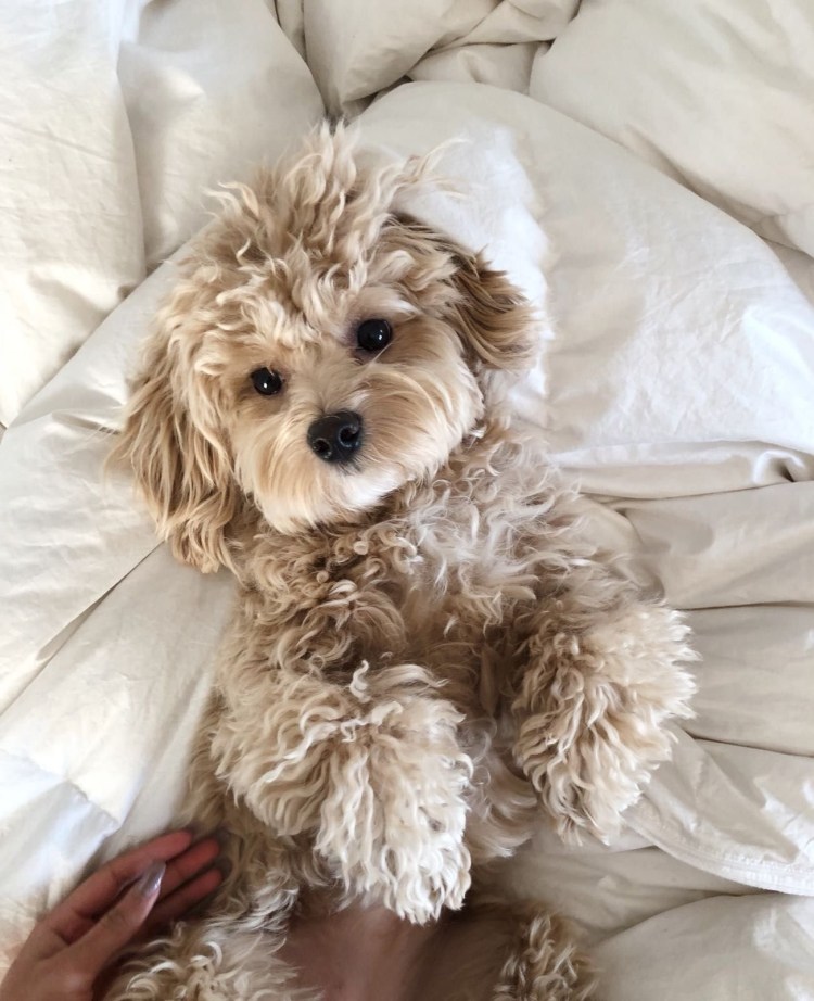 Мальтипу Купер