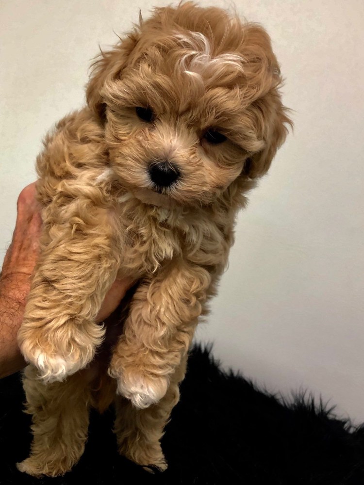 Пудель мальтипу