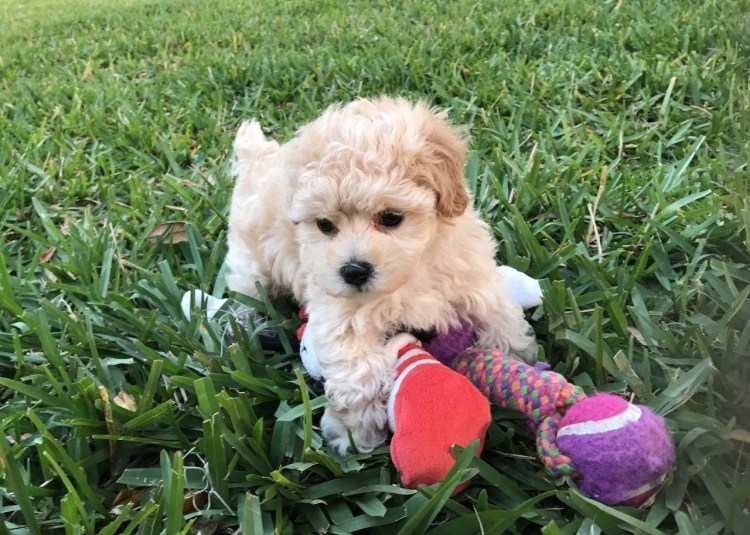 Бишон фризе рыжий