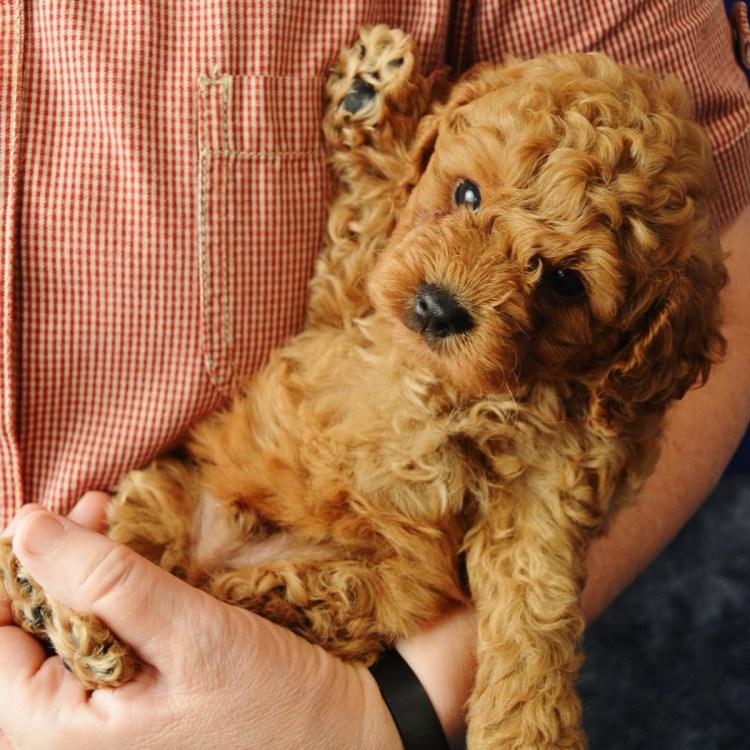 Лабрадудль и мальтипу